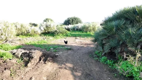 Chicken Running and Hiding Stock Footage 328642442