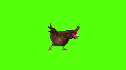 Chicken Running Angry Green Screen Animation 4k Rendering Stock Footage 296971248