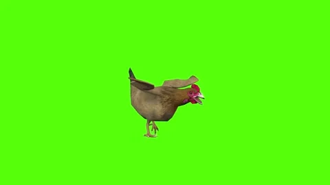 Chicken Running Angry Green Screen Animation 4k Rendering Stock Footage 296972430