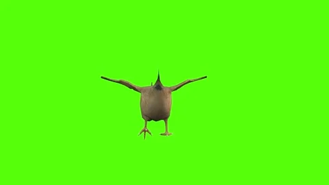 Chicken Running Angry Green Screen Animation 4k Rendering Stock Footage 296972436