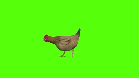 Chicken Running Green Screen Animation 4k Rendering Stock Footage 296972419