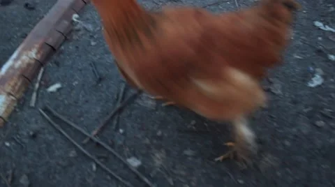 Chicken runs red Video stock 61270108