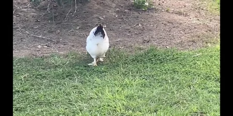 Chicken scavenging Video stock 290473194