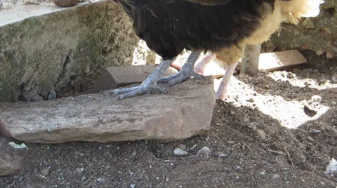 Chicken scratch Видео 23706193