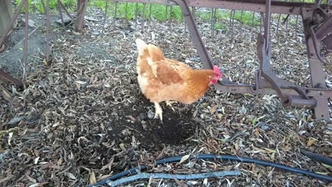 Chicken Scratch Video stock 149542150