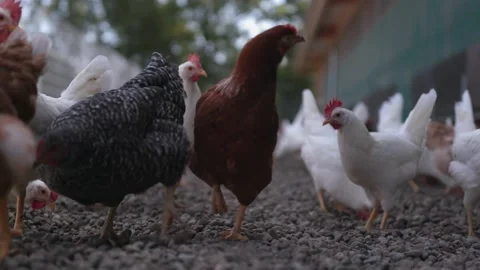 Chicken scratch the ground Stock Footage 149123945