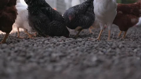 Chicken scratch the ground Stock Footage 149123972