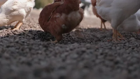 Chicken scratch the ground Stock Footage 149123977