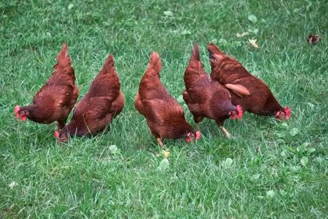 Chicken scratch Stock Photos