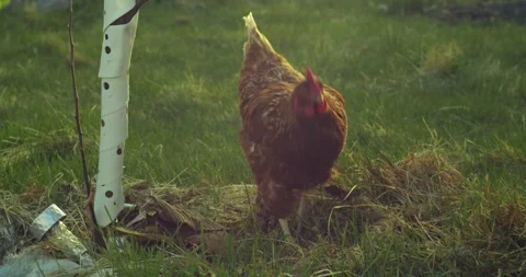 Chicken scratching around in grass Stock Footage 248020379