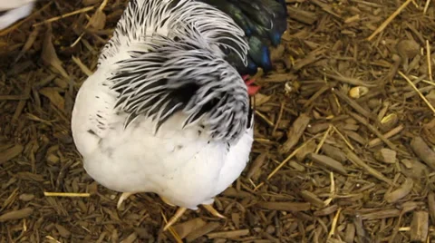 Chicken Scratching Stock Footage 37826490