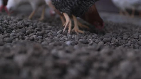 Chicken scratching the ground Stock Footage 149124044
