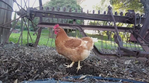 Chicken Scratching the Ground Video stock 149542112