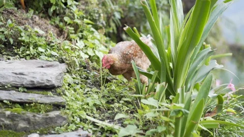 Chicken scratching head in slow motion Stock Footage 91434117