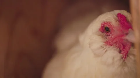 Chicken Shot - Close Up Stock Footage 265504444