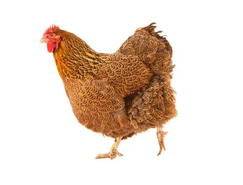 Chicken from the side Photos