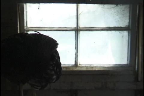 Chicken Silhouette Stock Footage 297071