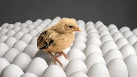 Chicken sit on eggs Stock Photos