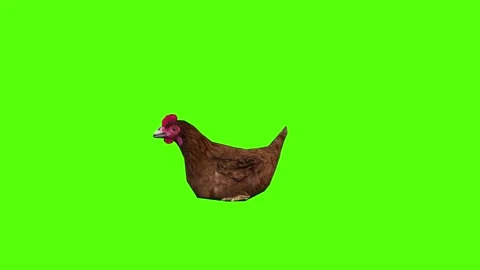 Chicken Sit on Green Screen Animation 4k Rendering Stock Footage 296971250