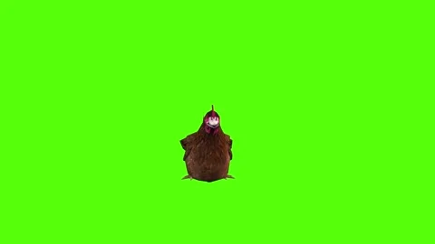 Chicken Sit on Green Screen Animation 4k Rendering Stock Footage 296971252