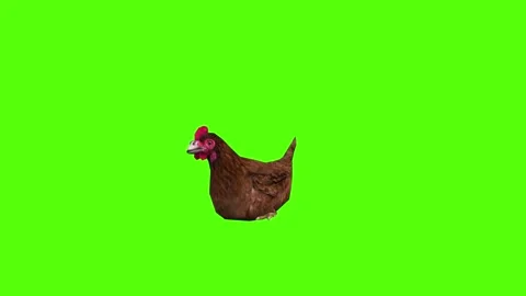 Chicken Sit on Green Screen Animation 4k Rendering Stock Footage 296971253