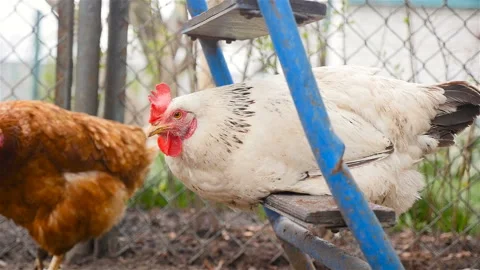 Chicken sits and does not move Stock Footage 107763535