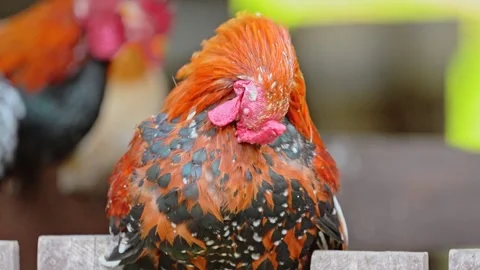 The chicken sits in the coop and clean feathers Stock Footage 278535387