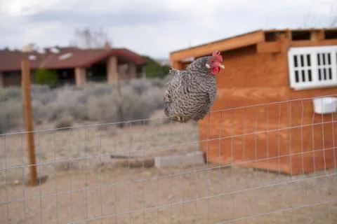 Chicken sits in front of barn Stock Photos