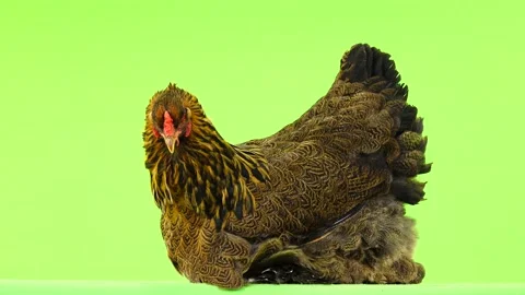 chicken sits on a green screen | Stock Video | Pond5