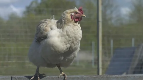 Chicken sitting on crossbar in pen. Poultry. Low angle shot Video stock 240561553
