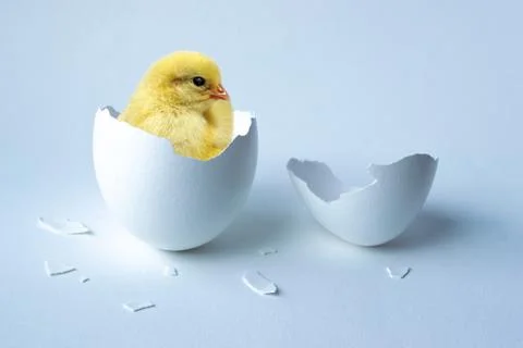 Chicken sitting in an eggshell on a white background Foto stock