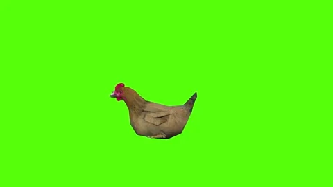 Chicken sitting Green Screen Animation 4k Rendering Video stock 296972437