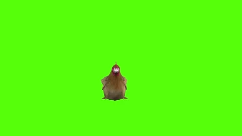 Chicken sitting Green Screen Animation 4k Rendering Stock Footage 296972443