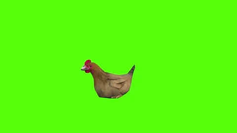 Chicken sitting Green Screen Animation 4k Rendering Stock Footage 296972444