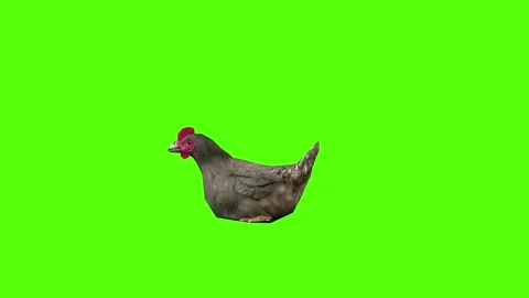 Chicken Sitting Green Screen Animation 4k Rendering Stock Footage 296972990