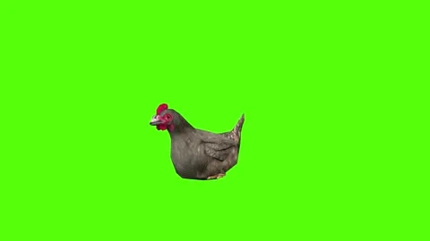Chicken Sitting Green Screen Animation 4k Rendering Stock Footage 296972992