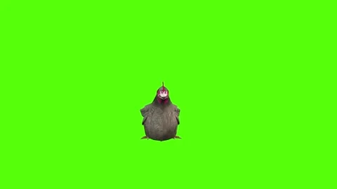 Chicken Sitting Green Screen Animation 4k Rendering Stock Footage 296972994