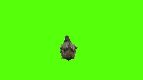 Chicken Sitting Green Screen Animation 4k Rendering Stock Footage 296972997