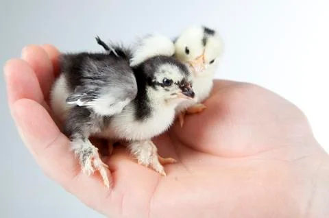 Chicken sitting in a hand Stock Photos