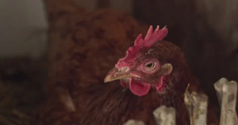 Chicken sitting in nest Stock Footage 248020347