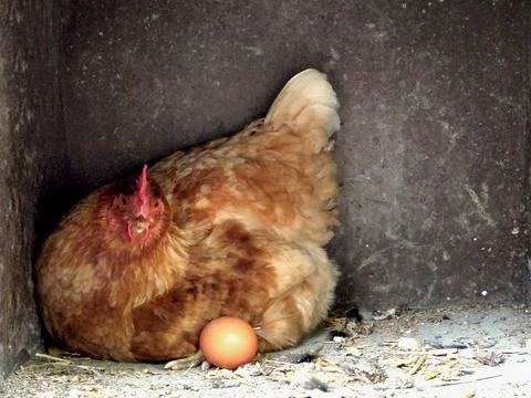 The chicken is sitting next to the egg Stock Photos