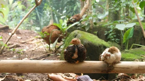 Chicken sitting or resting on bamboo Stock-Footage 301070199