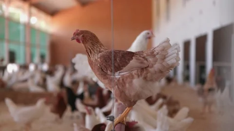 Chicken sitting on stick Stock Footage 149124088