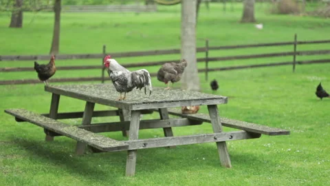Chicken sitting on a table outside in a green field 動画素材 133497435