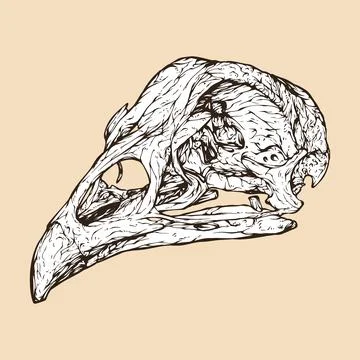 Chicken skull head vector illustration Stock Illustration