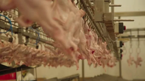 Chicken in the Slaughterhouse Stock Footage 44210309