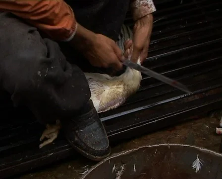 Chicken slaughtering Stock Footage 461193