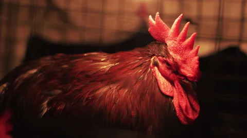 Chicken sleeping with eyes open black background Stock Footage 186928341