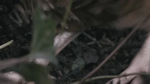 Chicken in Slow Motion Digging for Insects Stock Footage 236125568