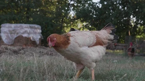 Chicken in slow motion, moving around farmland. Farming animals Stock Footage 137091787